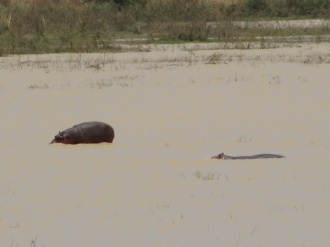 04 Hippopotame Debout Sur Ses Pattes